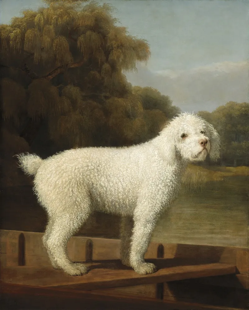 White Poodle In A Punt