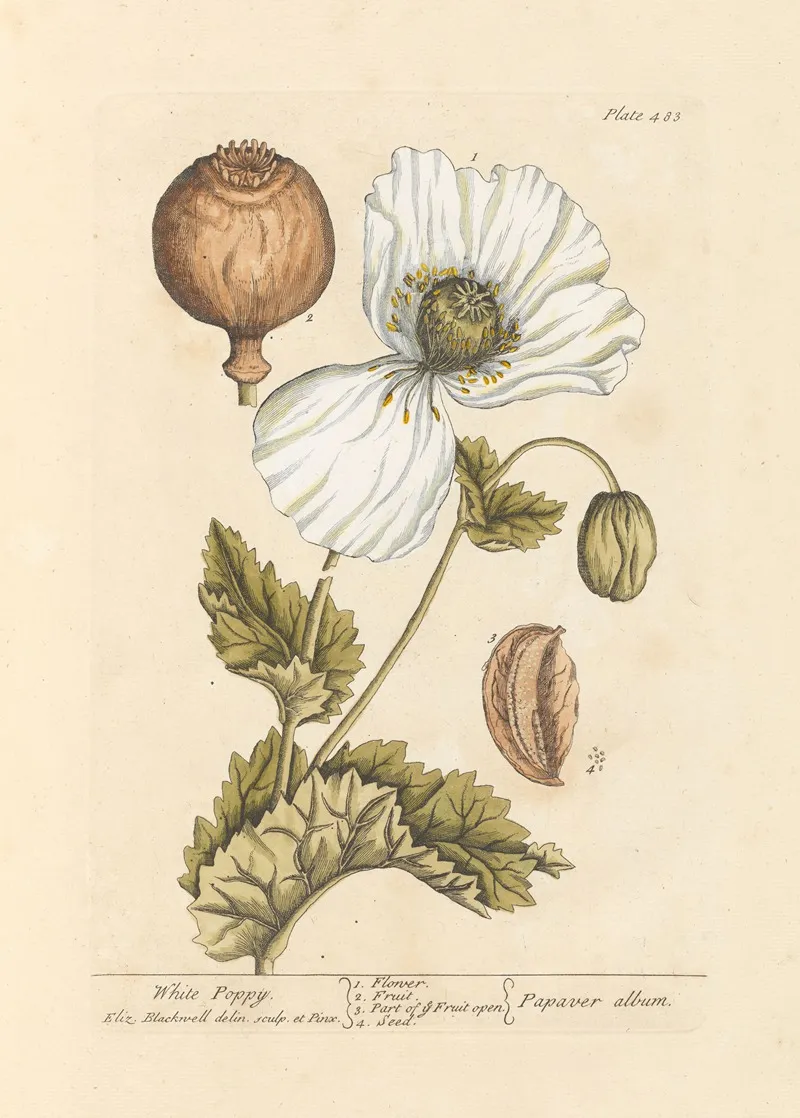 White Poppy Wall Art by Elizabeth Blackwell - High-Resolution Digital Print