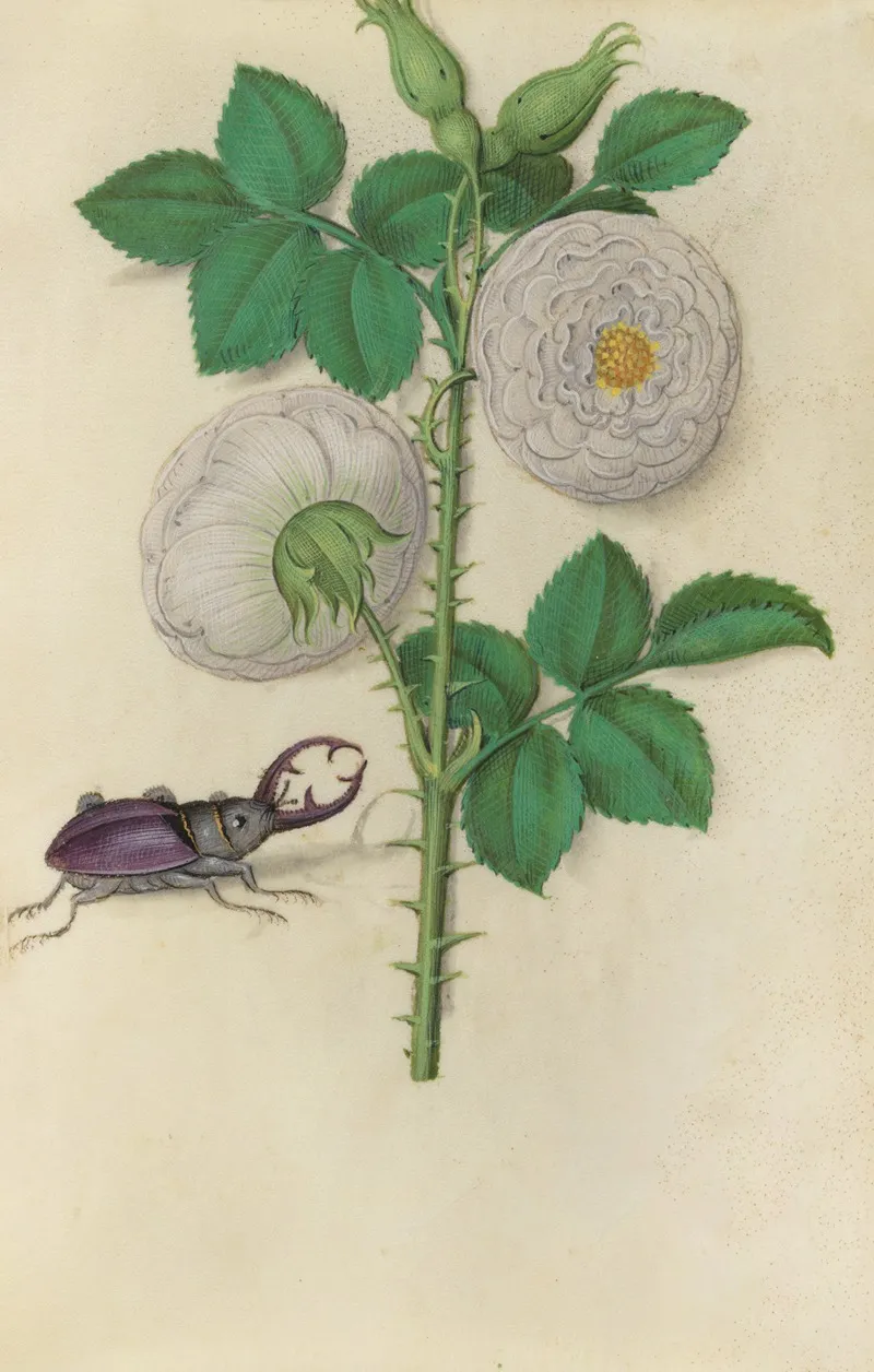 White Rose Of York Rosa Alba With A Stag Beetle Wall Art by Master of Claude de France - High-Resolution Digital Print