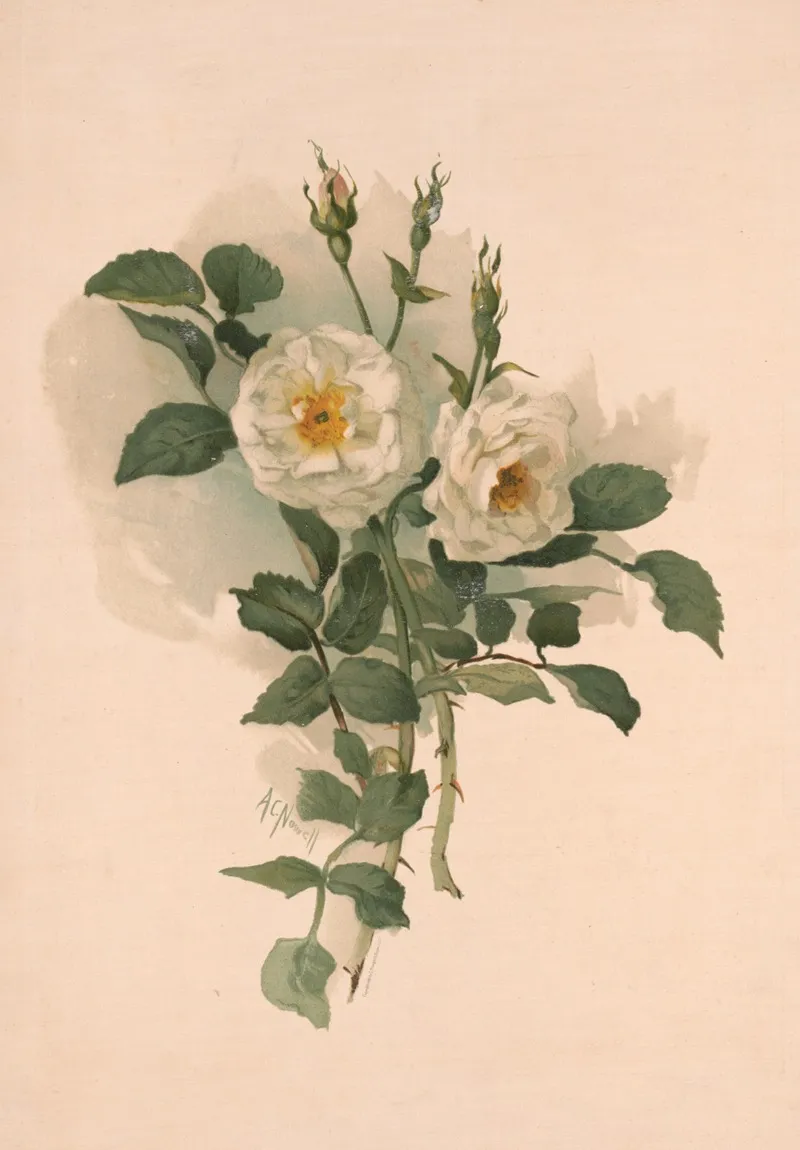 White Roses On Satin Wall Art by Annie Nowell - High-Resolution Digital Print