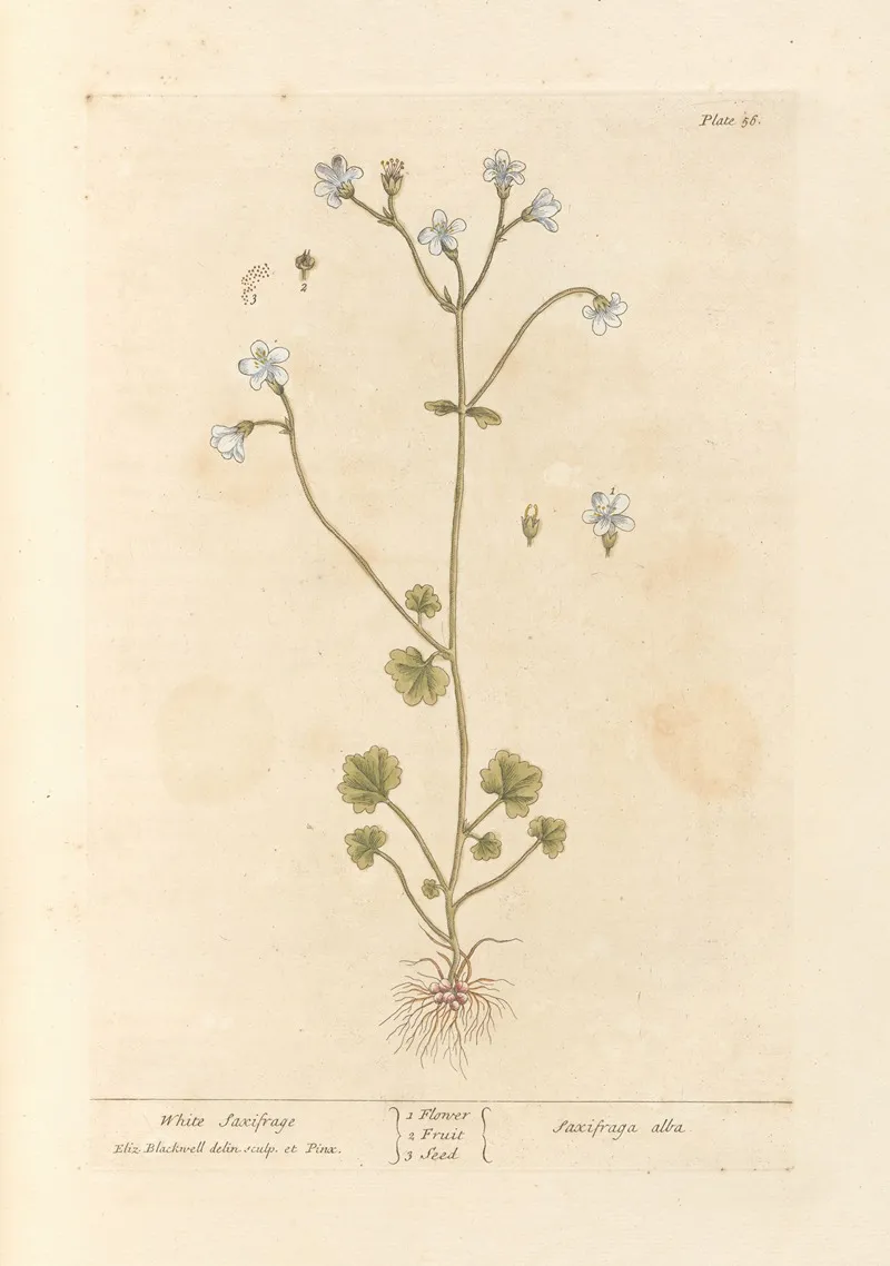 White Saxifrage Wall Art by Elizabeth Blackwell - High-Resolution Digital Print