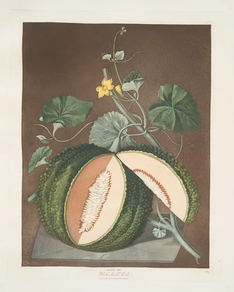 White Seeded Rock Melon Wall Art by George Brookshaw - High-Resolution Digital Print