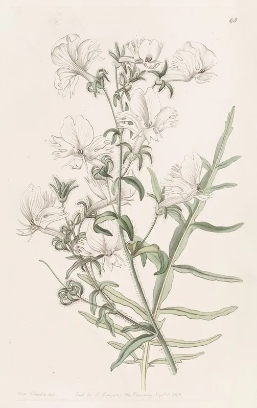 White Shizanthus Wall Art by Sydenham Edwards - High-Resolution Digital Print