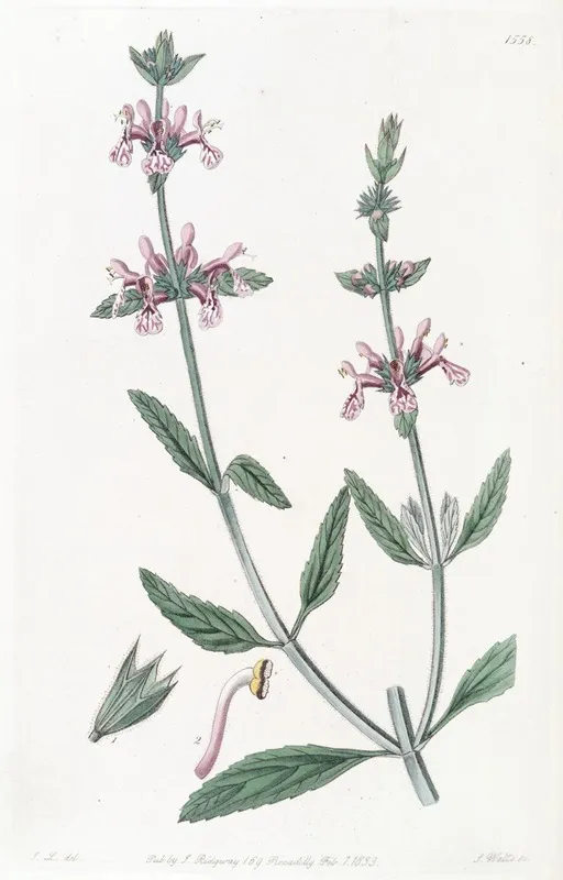 White Stemmed Stachys Wall Art by Sydenham Edwards - High-Resolution Digital Print