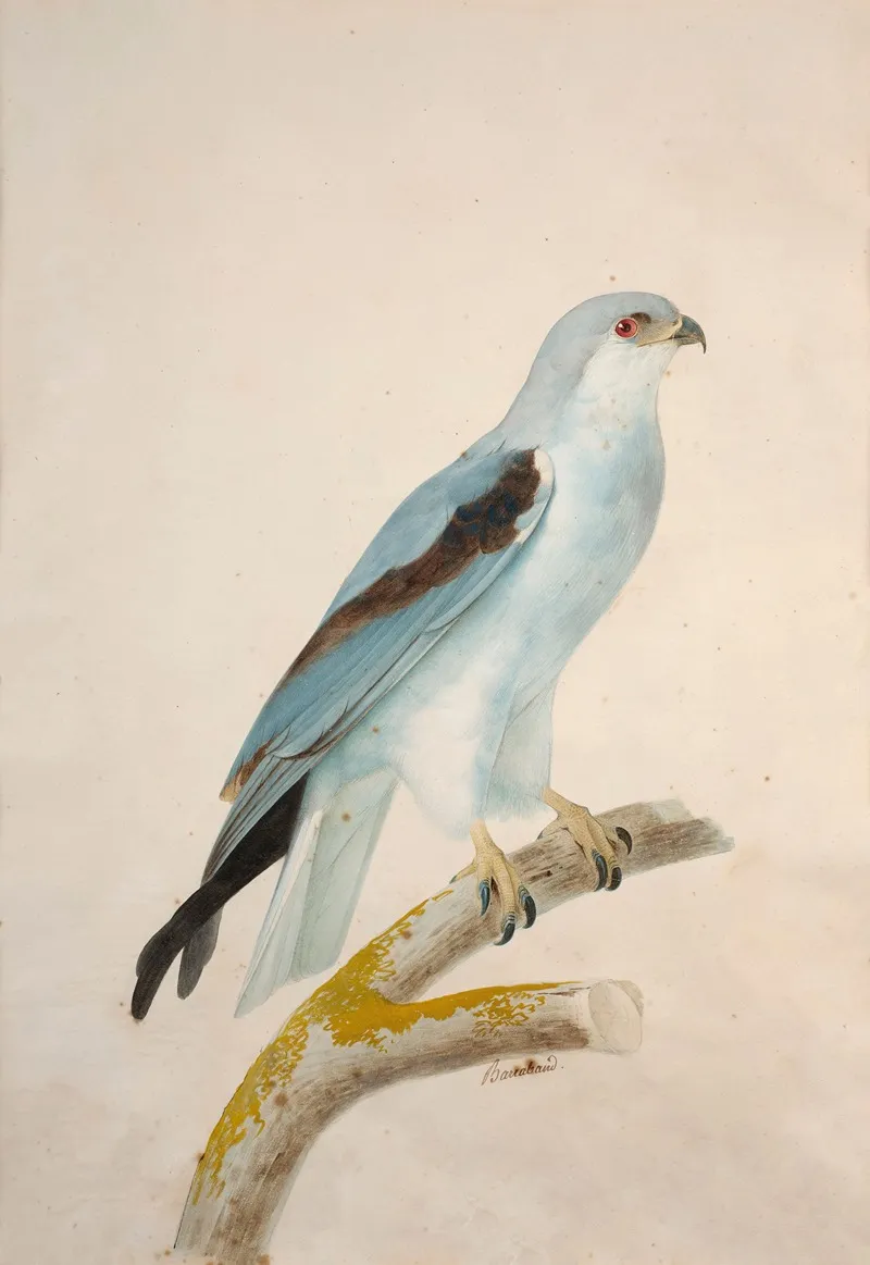 White Swallow Tailed Kite Elanoides Forficatus Wall Art by Jacques Barraband - High-Resolution Digital Print