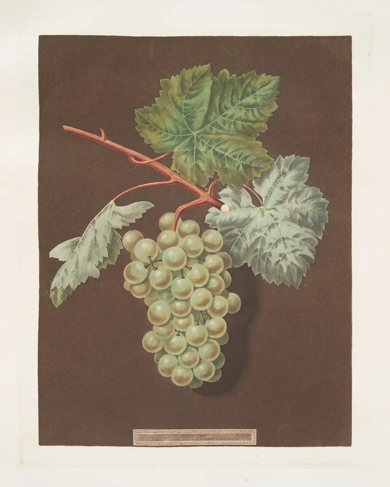 White Sweet Water Grape Wall Art by George Brookshaw - High-Resolution Digital Print