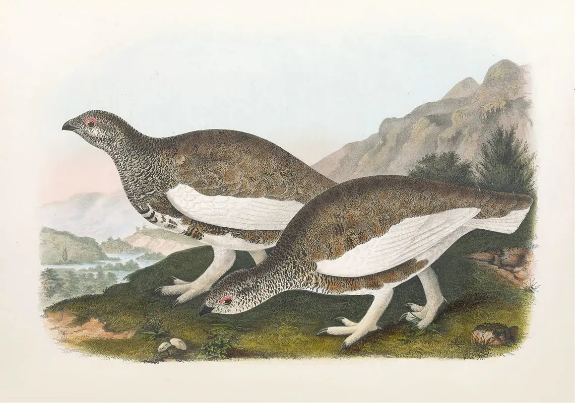 White Taile Ptarmigan Wall Art by Daniel Giraud Elliot - High-Resolution Digital Print