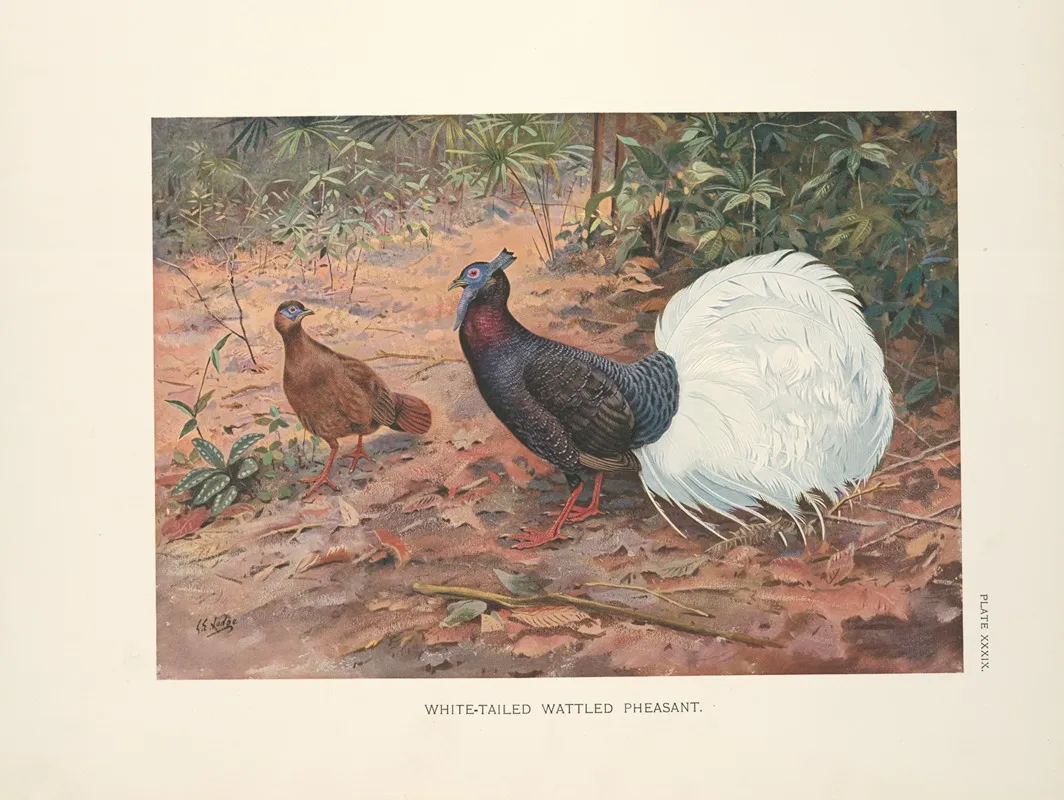 White Tailed Wattled Pheasant 2 Wall Art by George Edward Lodge - High-Resolution Digital Print