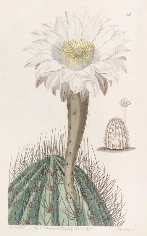 White Torch Thistle Wall Art by Sydenham Edwards - High-Resolution Digital Print
