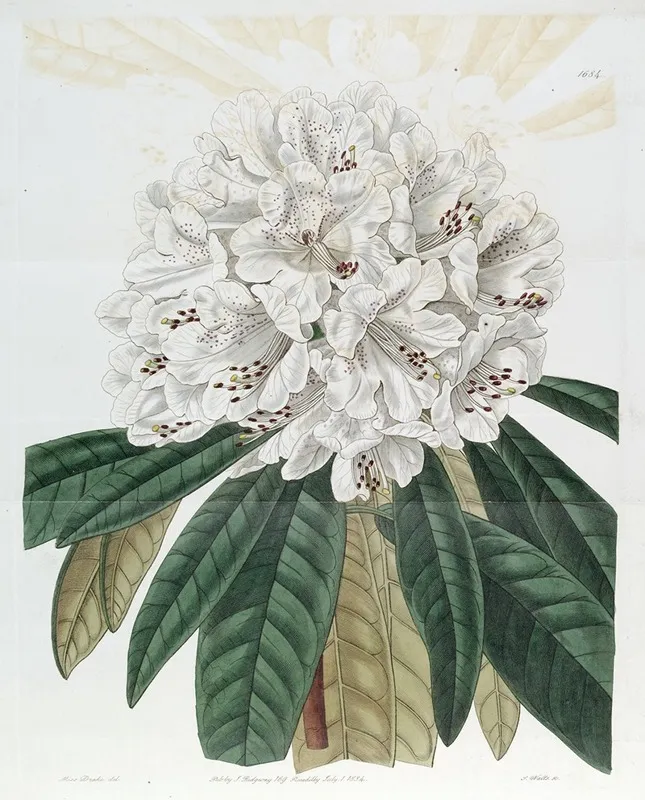 White Tree Rhododendron Wall Art by Sydenham Edwards - High-Resolution Digital Print