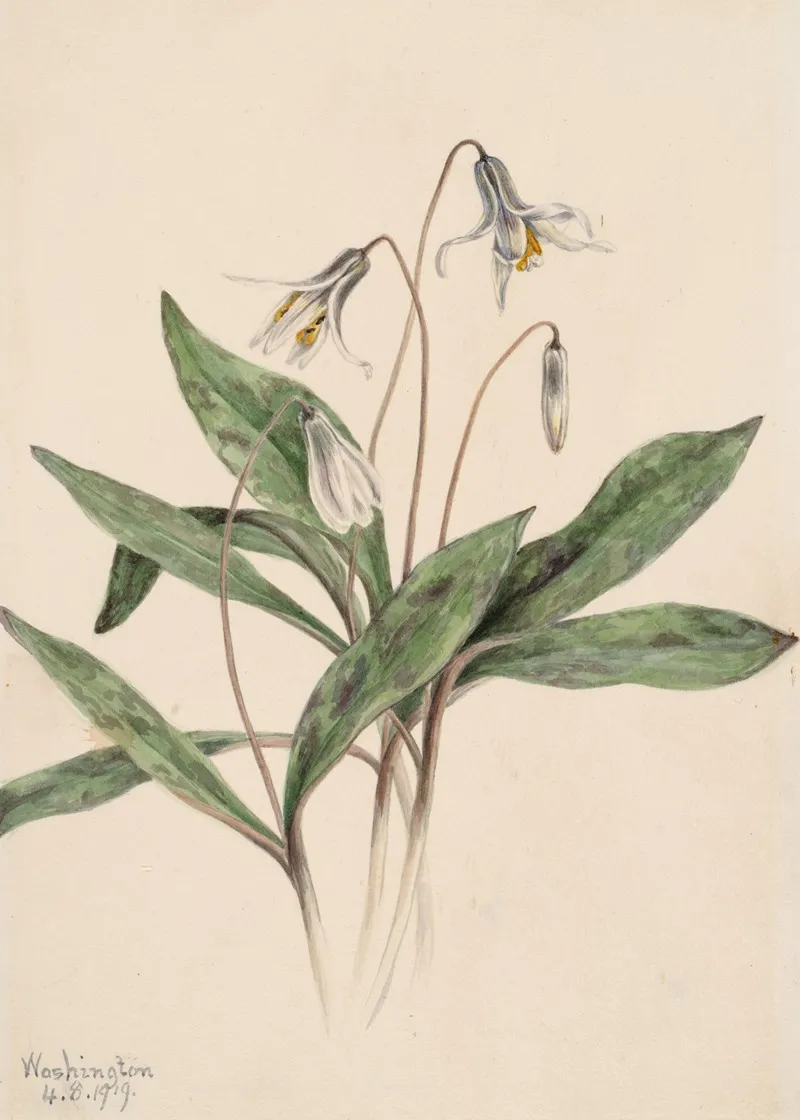 White Troutlily Erythronium Albidum 2