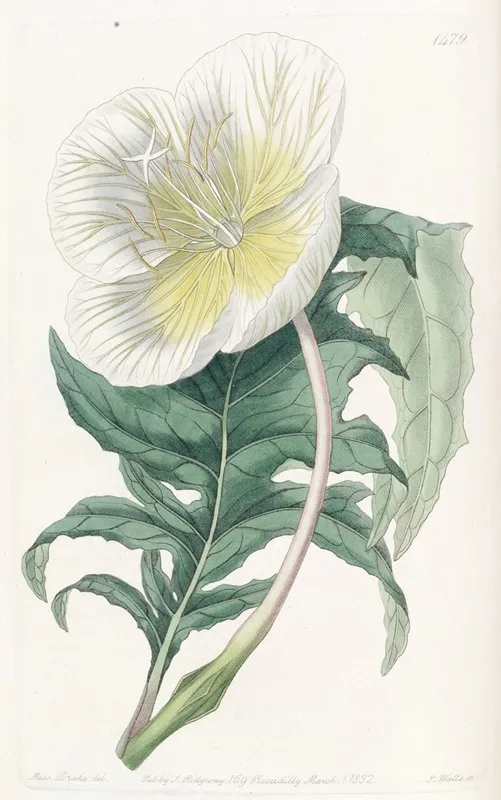 White Upright Evening Primrose Wall Art by Sydenham Edwards - High-Resolution Digital Print