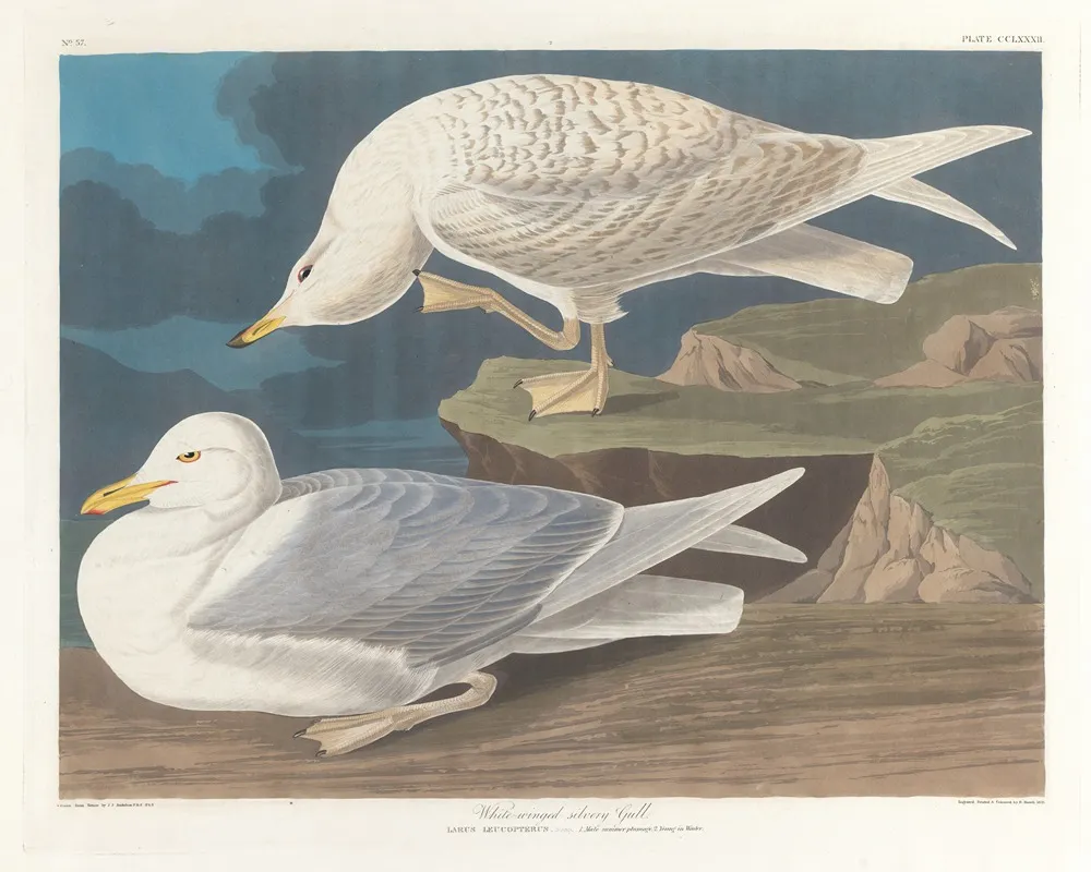 White Winged Silvery Gull Wall Art by John James Audubon - High-Resolution Digital Print