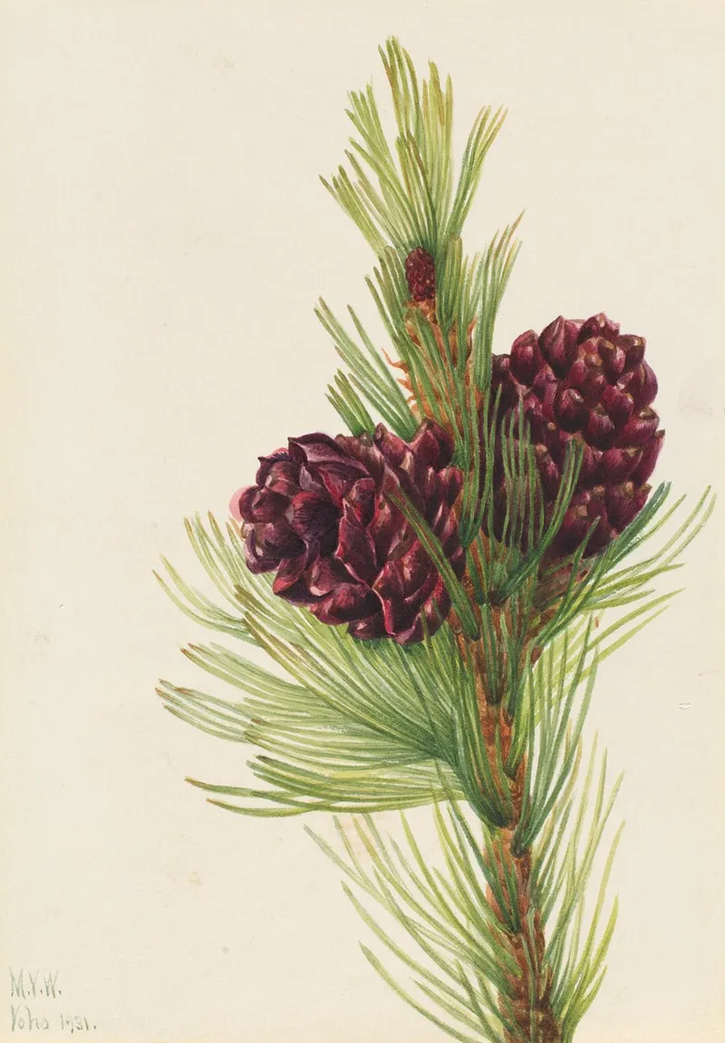 Whitebark Pine Pinus Albicaulis 3