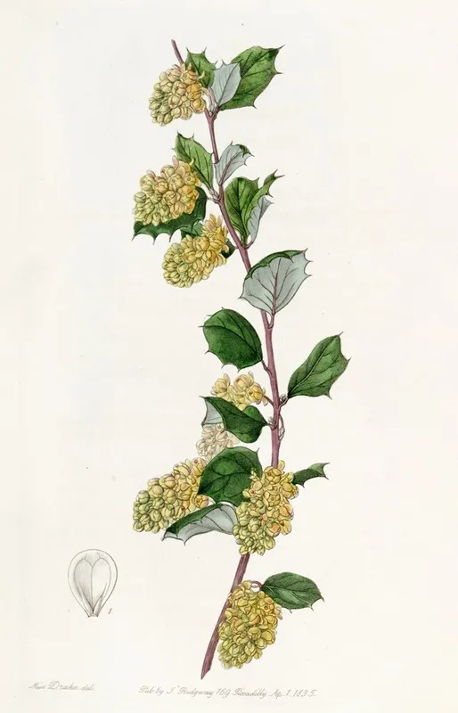 Whitened Barberry Wall Art by Sydenham Edwards - High-Resolution Digital Print