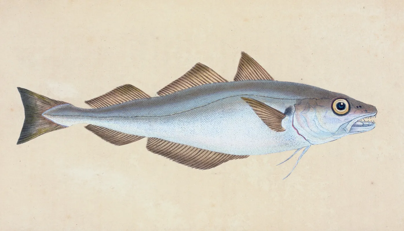 Whiting Gadus Merlangius Wall Art by Edward Donovan - High-Resolution Digital Print