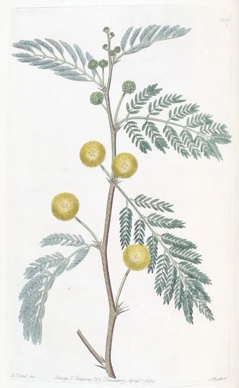 Whitish Leaved Acacia Wall Art by Sydenham Edwards - High-Resolution Digital Print