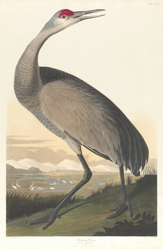 Whooping Crane Wall Art by John James Audubon - High-Resolution Digital Print