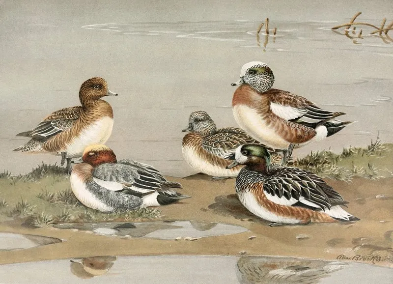 Widgeon American Widgeon Wall Art by Allan Brooks - High-Resolution Digital Print