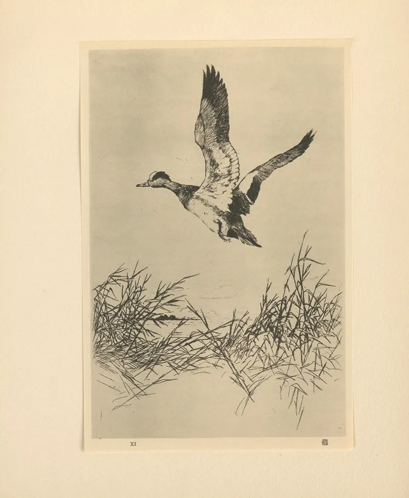 Widgeon Rising Wall Art by Frank Weston Benson   - High-Resolution Digital Print