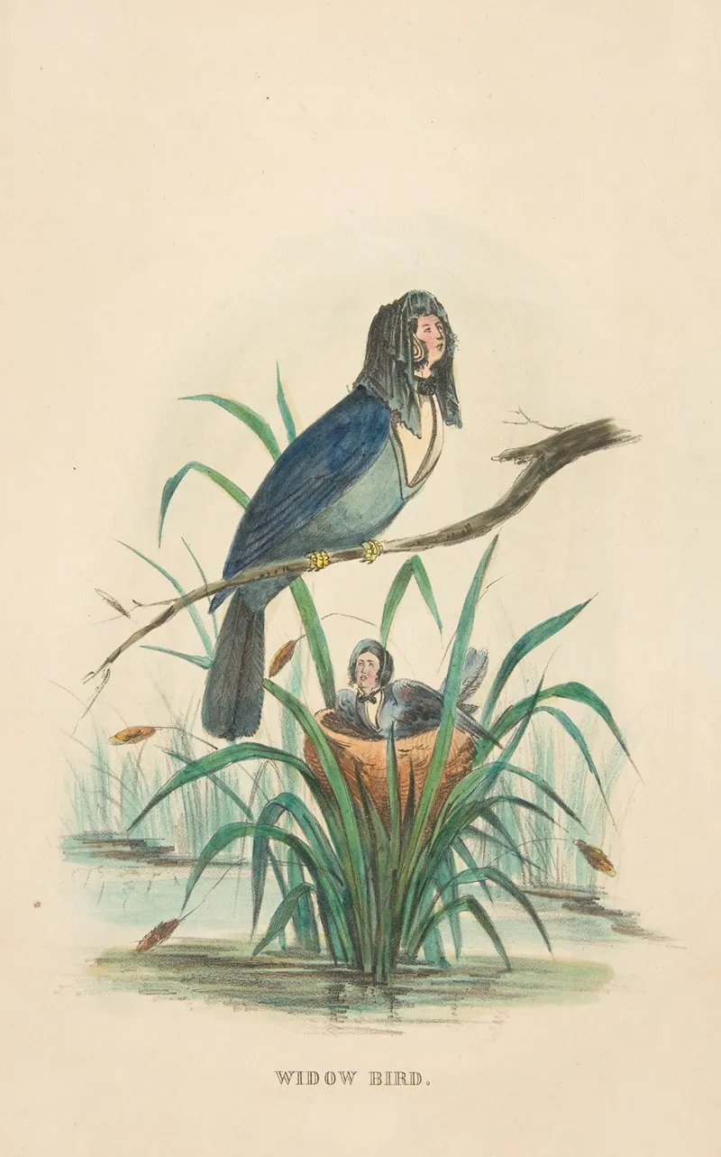 Widow Bird