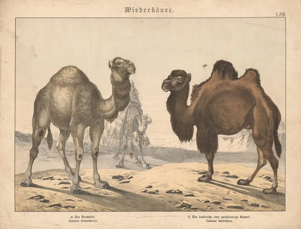 Wiederkauer A Das Dromedar B Das Backtrische Oder Zweihockerige Kameel Wall Art by Gotthilf Heinrich von Schubert - High-Resolution Digital Print