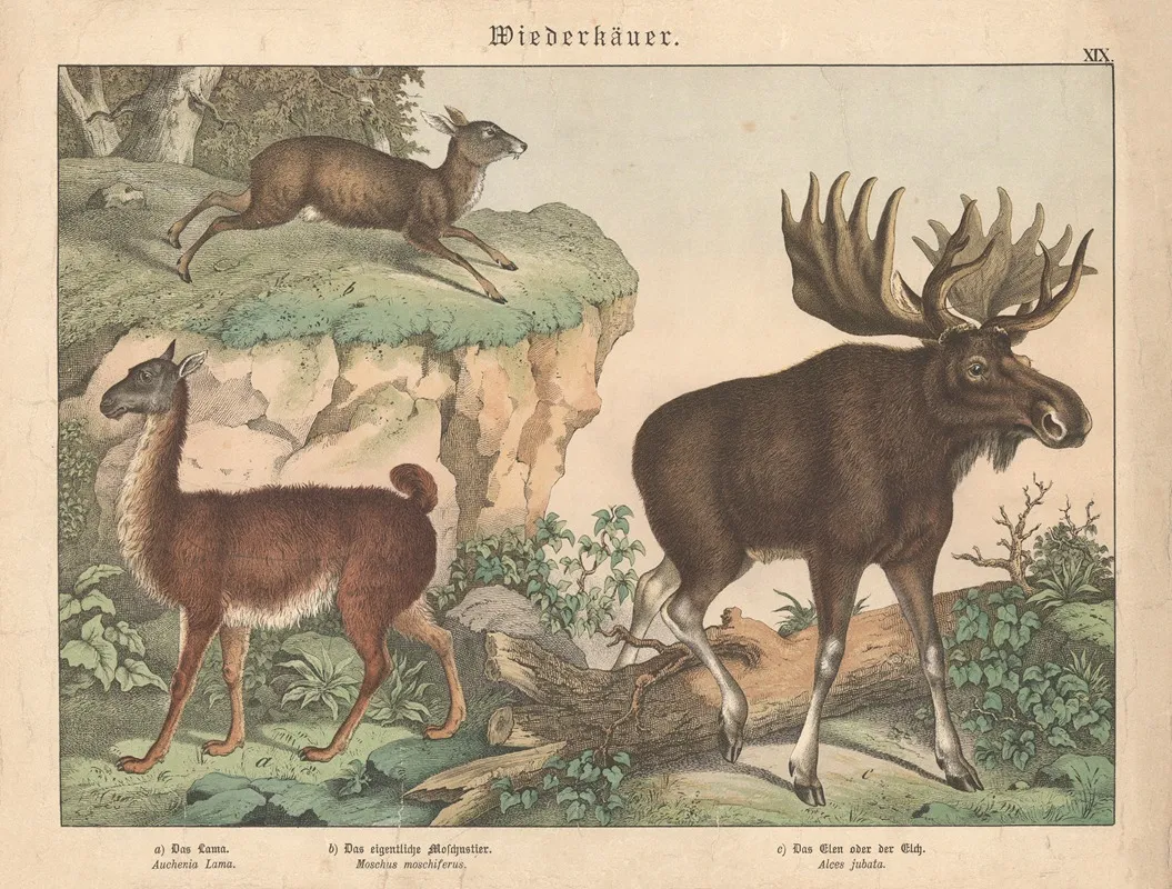 Wiederkauer A Das Lama B Das Eigentliche Moschustier C Das Elen Oder Der Elch Wall Art by Gotthilf Heinrich von Schubert - High-Resolution Digital Print
