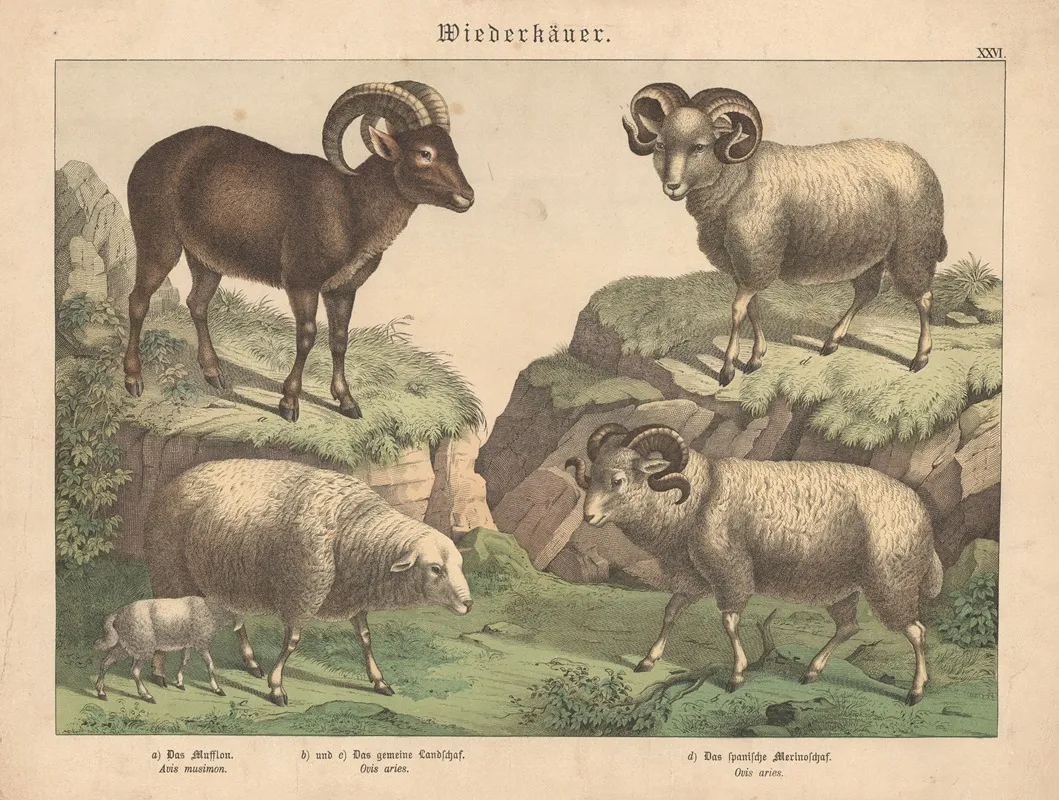 Wiederkauer A Das Mufflon B Und C Das Gemeine Landschaf D Das Spanische Merinoscha Wall Art by Gotthilf Heinrich von Schubert - High-Resolution Digital Print
