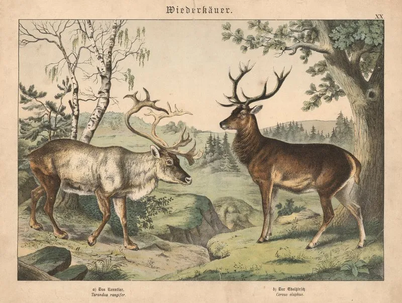 Wiederkauer A Das Renntier B Der Edelhirsch Wall Art by Gotthilf Heinrich von Schubert - High-Resolution Digital Print