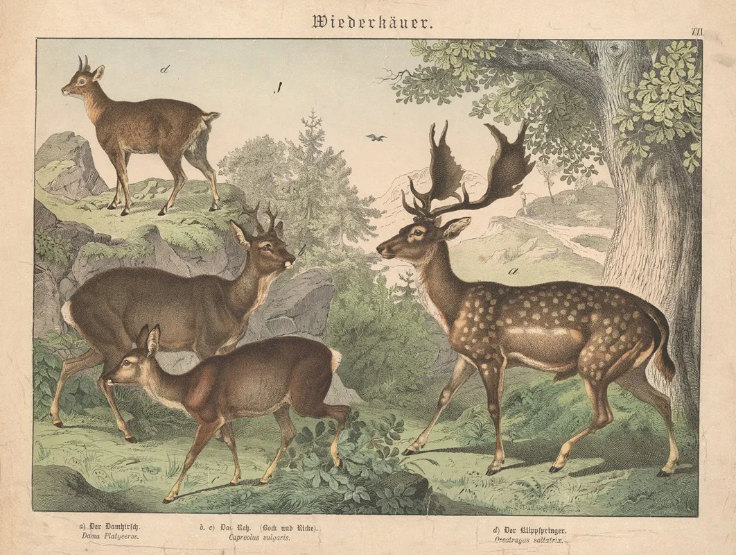 Wiederkauer A Der Damhirsch Bc Das Reh Bock Und Ricke D Der Klippspringer Wall Art by Gotthilf Heinrich von Schubert - High-Resolution Digital Print