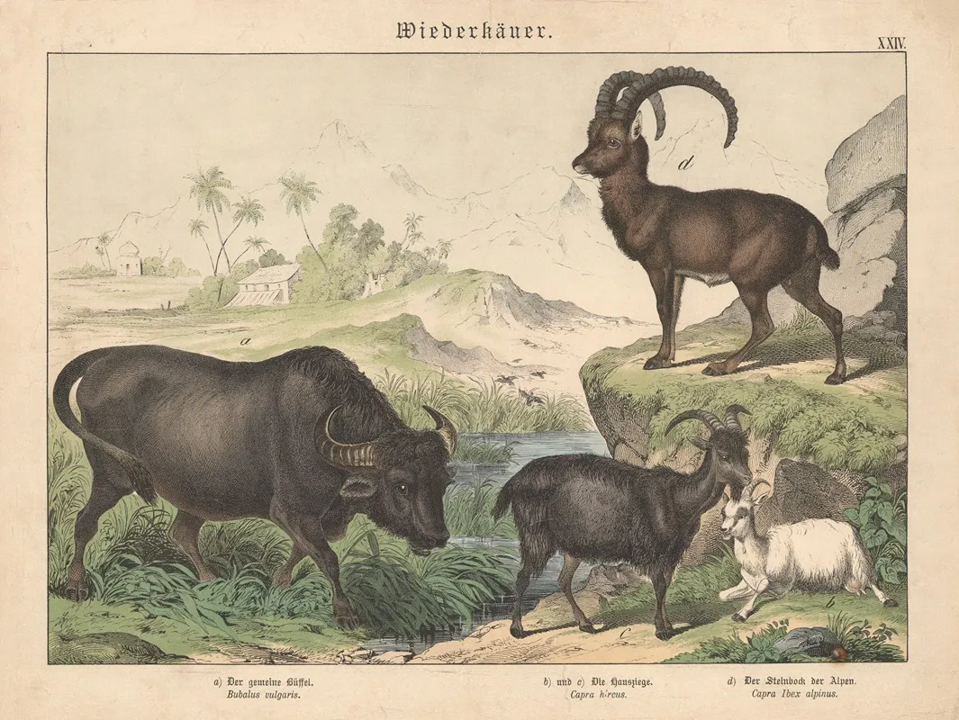 Wiederkauer A Der Gemeine Buffel B Und C Die Hausziege D Der Steinbock Der Alpen Wall Art by Gotthilf Heinrich von Schubert - High-Resolution Digital Print