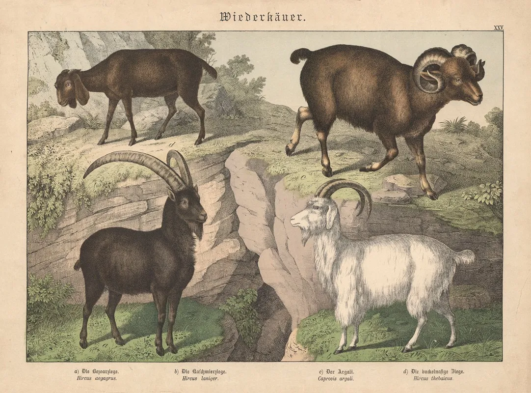 Wiederkauer A Die Bezoarziege B Die Kaschmierziege C Der Argali D Die Buckelnasige Ziege Wall Art by Gotthilf Heinrich von Schubert - High-Resolution Digital Print