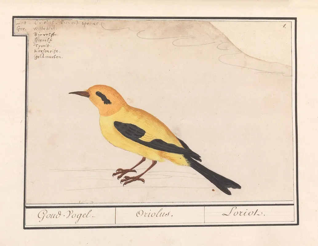 Wielewaal Oriolus Oriolus Wall Art by Anselmus Boëtius de Boodt - High-Resolution Digital Print