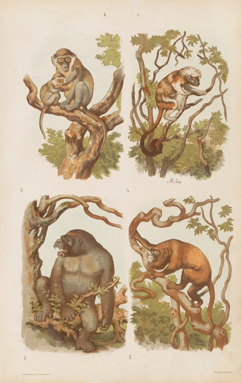 Wielki Atlas Do Zoologii Botaniki I Mineralogii Pl 001 Wall Art by Gustav von Hayek - High-Resolution Digital Print