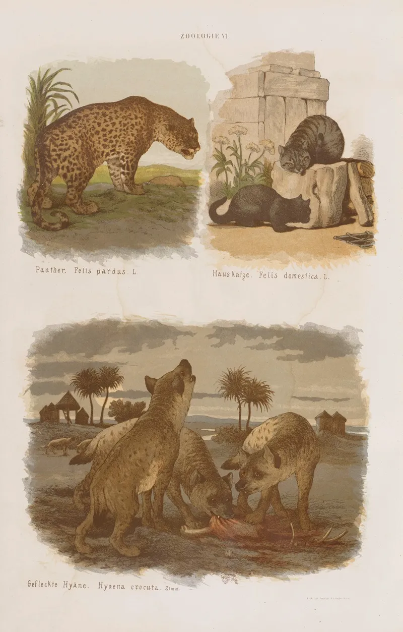 Wielki Atlas Do Zoologii Botaniki I Mineralogii Pl 006 Wall Art by Gustav von Hayek - High-Resolution Digital Print