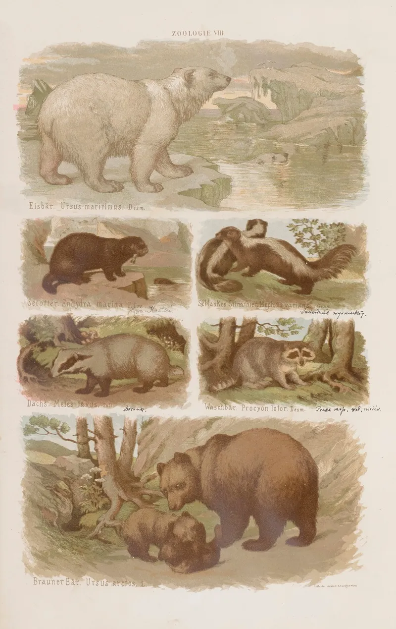 Wielki Atlas Do Zoologii Botaniki I Mineralogii Pl 008 Wall Art by Gustav von Hayek - High-Resolution Digital Print