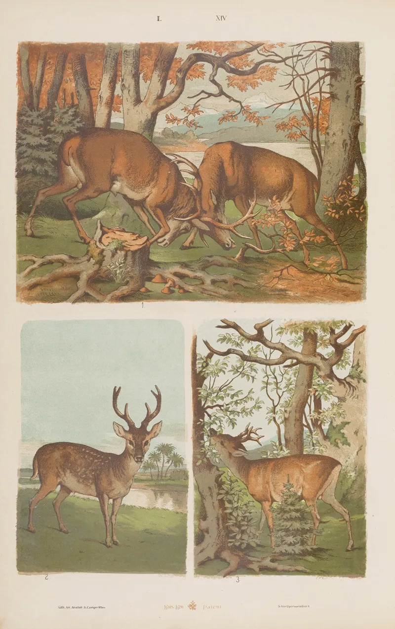 Wielki Atlas Do Zoologii Botaniki I Mineralogii Pl 014 Wall Art by Gustav von Hayek - High-Resolution Digital Print