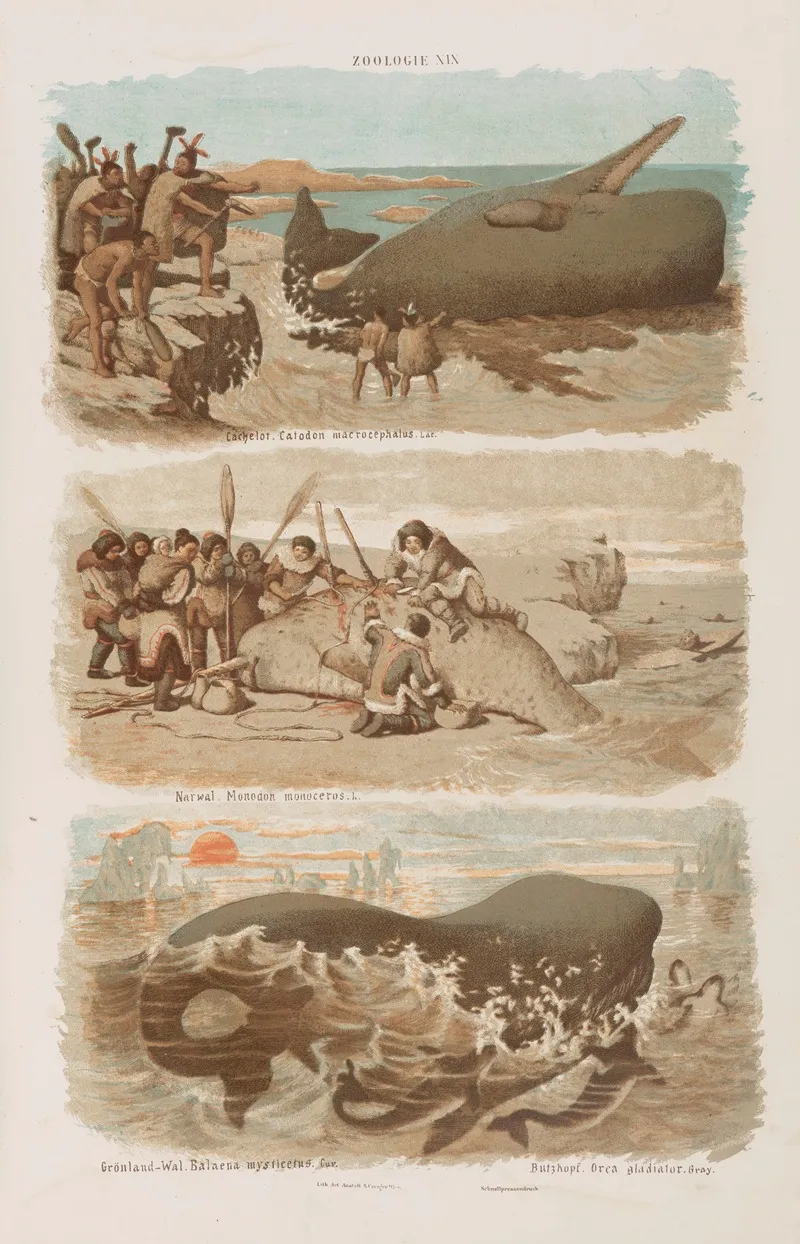 Wielki Atlas Do Zoologii Botaniki I Mineralogii Pl 019 Wall Art by Gustav von Hayek - High-Resolution Digital Print