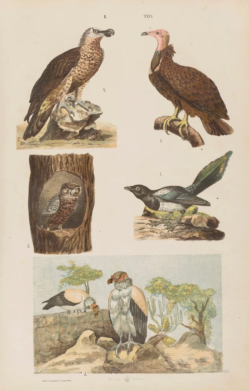 Wielki Atlas Do Zoologii Botaniki I Mineralogii Pl 029 Wall Art by Gustav von Hayek - High-Resolution Digital Print