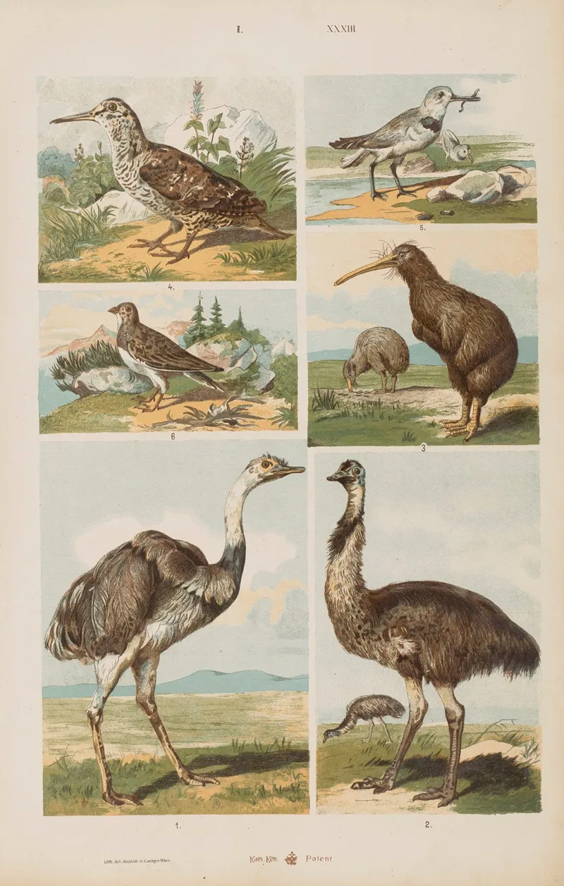 Wielki Atlas Do Zoologii Botaniki I Mineralogii Pl 033 Wall Art by Gustav von Hayek - High-Resolution Digital Print