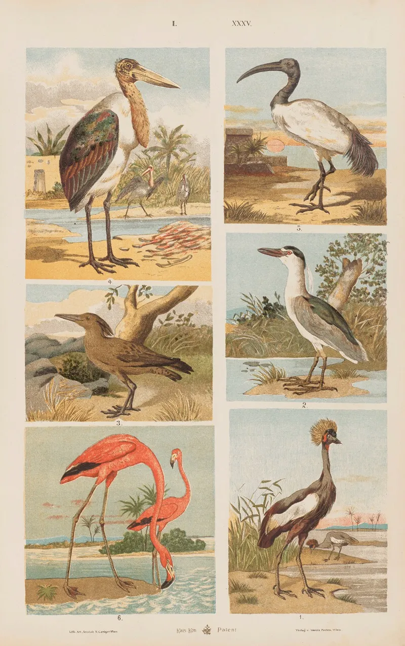 Wielki Atlas Do Zoologii Botaniki I Mineralogii Pl 035 Wall Art by Gustav von Hayek - High-Resolution Digital Print