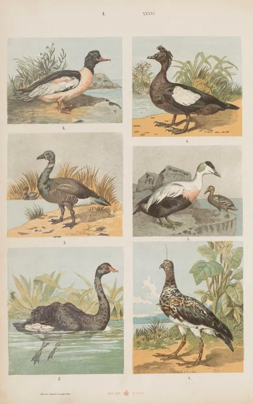 Wielki Atlas Do Zoologii Botaniki I Mineralogii Pl 036 Wall Art by Gustav von Hayek - High-Resolution Digital Print