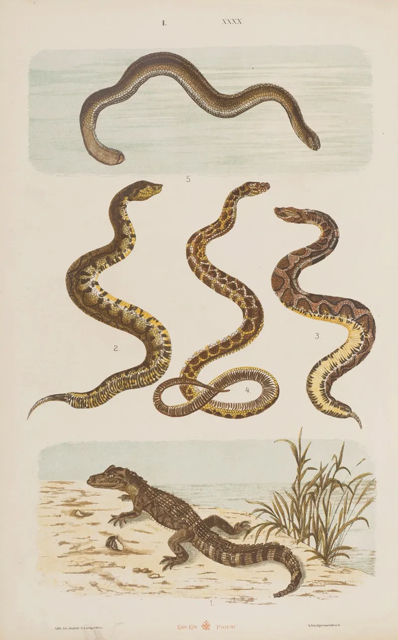 Wielki Atlas Do Zoologii Botaniki I Mineralogii Pl 040 Wall Art by Gustav von Hayek - High-Resolution Digital Print