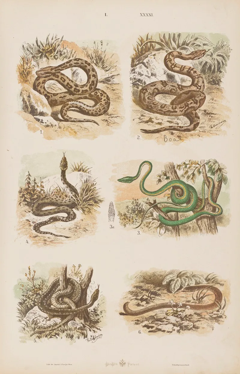 Wielki Atlas Do Zoologii Botaniki I Mineralogii Pl 041 Wall Art by Gustav von Hayek - High-Resolution Digital Print