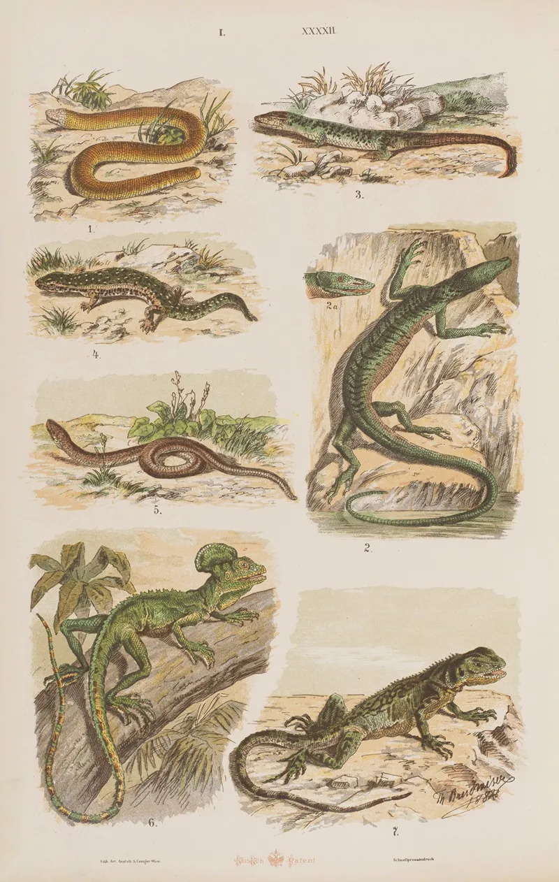 Wielki Atlas Do Zoologii Botaniki I Mineralogii Pl 042 Wall Art by Gustav von Hayek - High-Resolution Digital Print