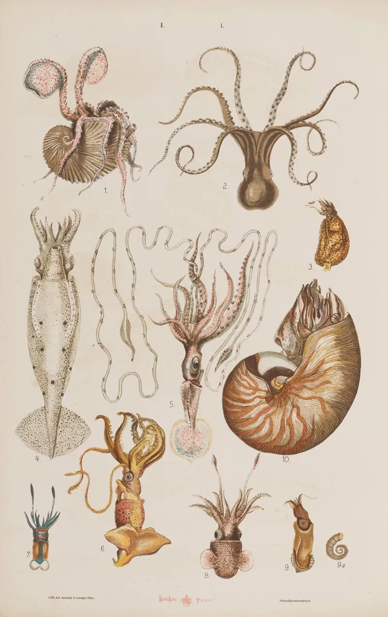 Wielki Atlas Do Zoologii Botaniki I Mineralogii Pl 050 Wall Art by Gustav von Hayek - High-Resolution Digital Print