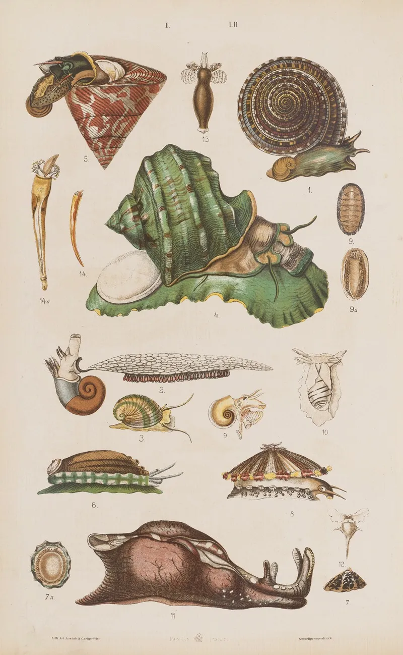 Wielki Atlas Do Zoologii Botaniki I Mineralogii Pl 052 Wall Art by Gustav von Hayek - High-Resolution Digital Print