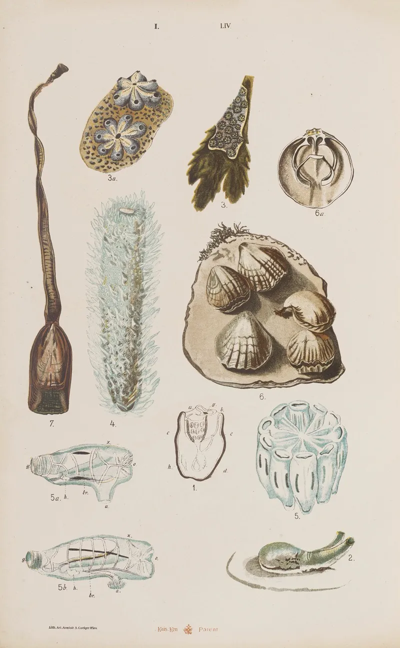 Wielki Atlas Do Zoologii Botaniki I Mineralogii Pl 054 Wall Art by Gustav von Hayek - High-Resolution Digital Print