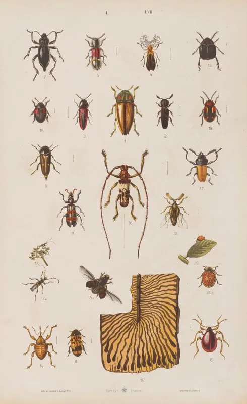 Wielki Atlas Do Zoologii Botaniki I Mineralogii Pl 057 Wall Art by Gustav von Hayek - High-Resolution Digital Print