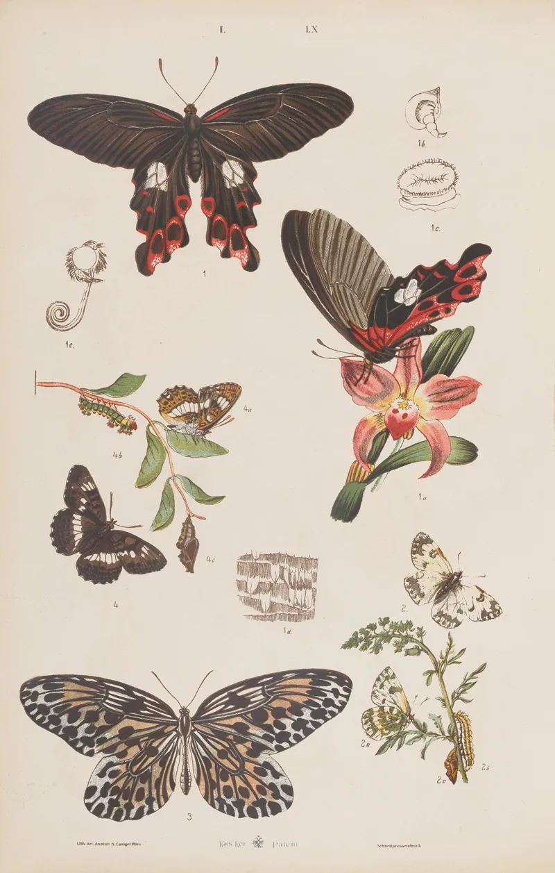 Wielki Atlas Do Zoologii Botaniki I Mineralogii Pl 060 Wall Art by Gustav von Hayek - High-Resolution Digital Print